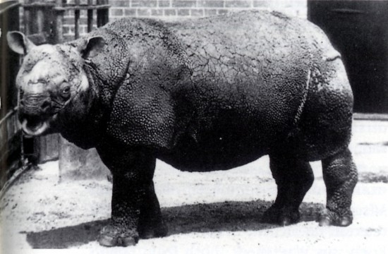 Animal going extinct Javan Rhinoceros in zoo